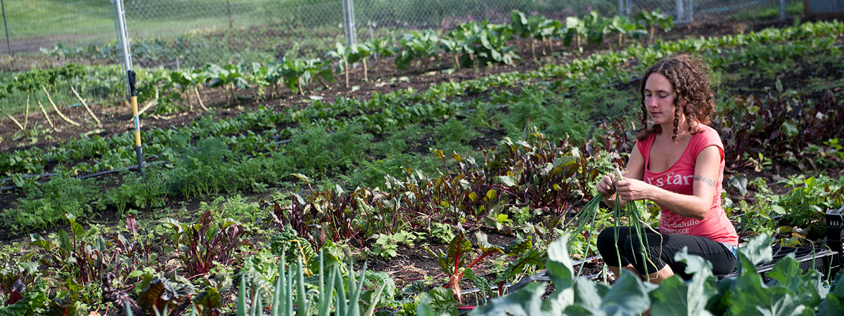 Student harvesting vegetables at the Campus Farm