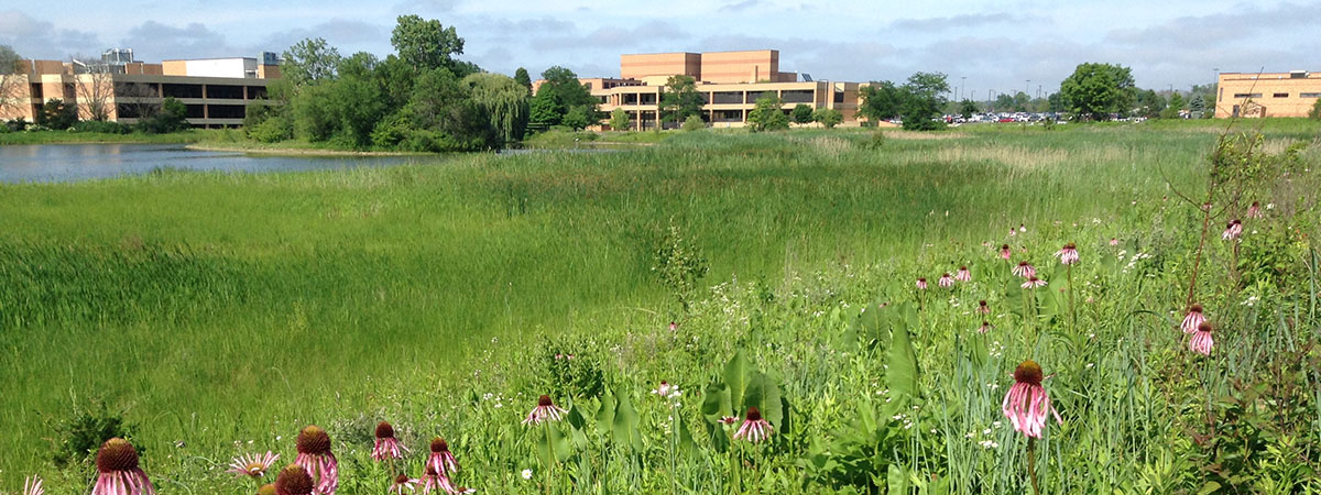 Native flowers in bloom with CLC buildings and Willow Lake in the background